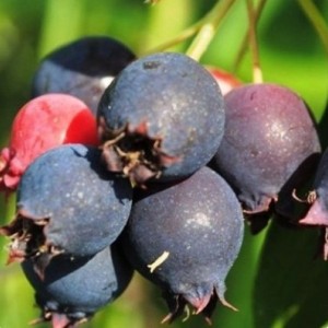 Ирга Красноярская