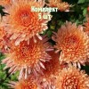 Саженцы Хризантемы Белочка - 5 шт.: фото и описание