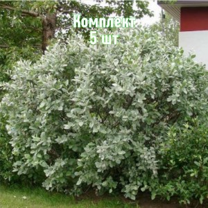 Комплект 5шт / Ива Пепельная