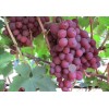 Саженец винограда Гурман (Ранний/Красный): фото и описание